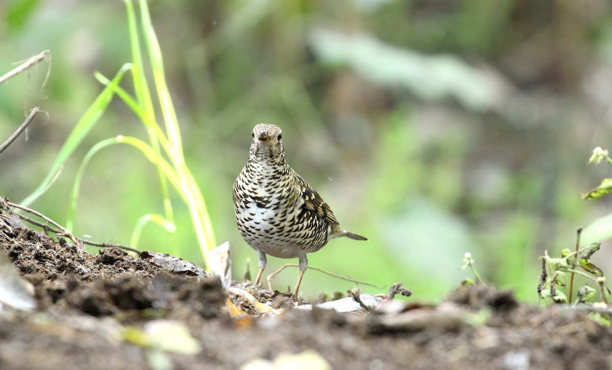 Scaly Thrush - ML142358261