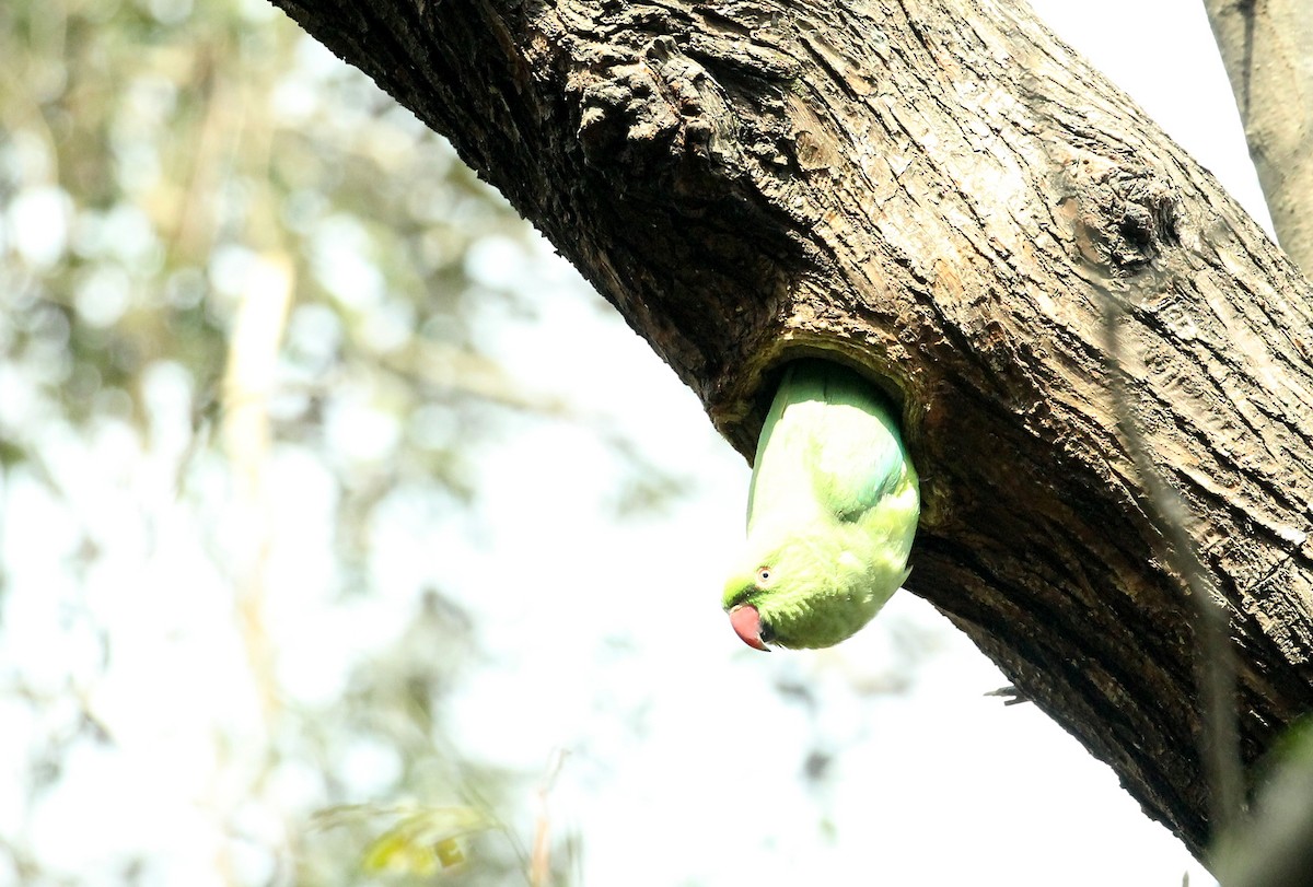 Rose-ringed Parakeet - ML142358551