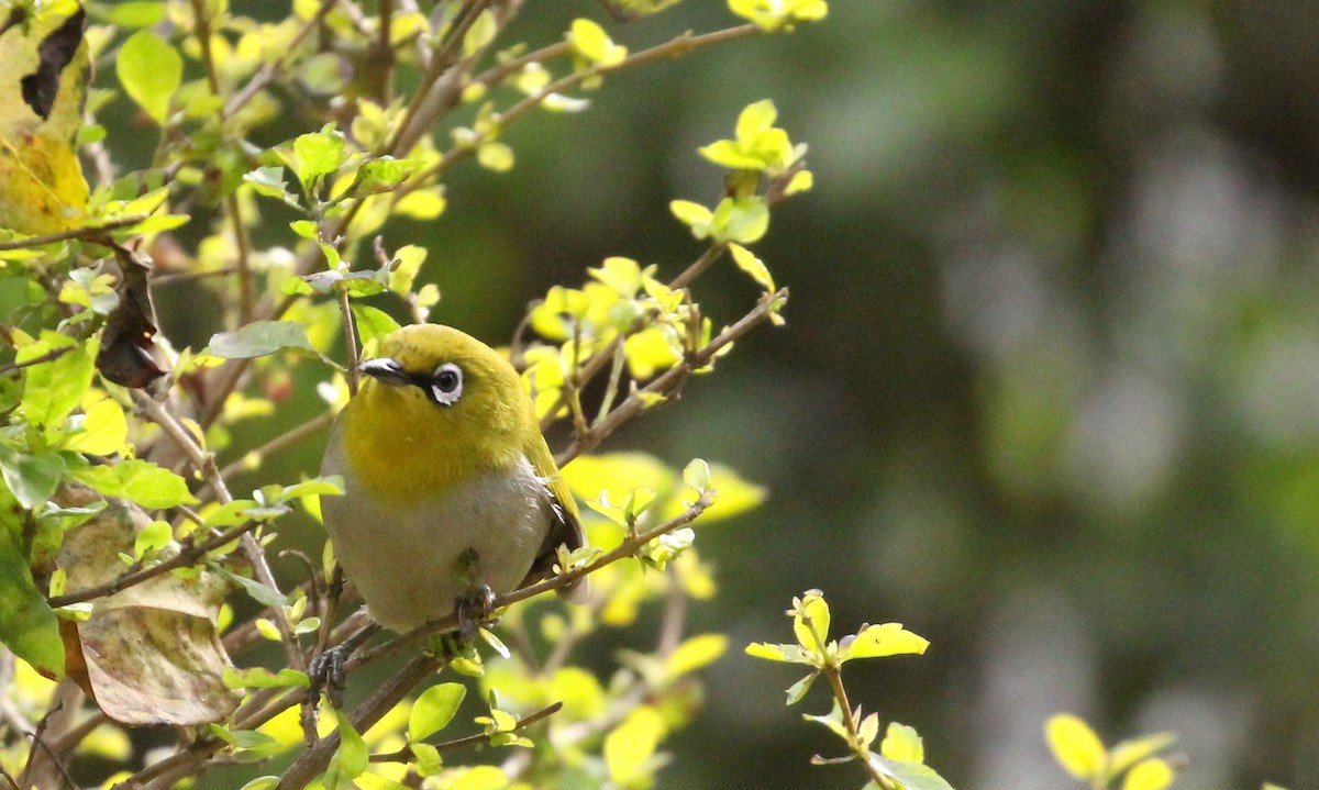 Indian White-eye - ANKUSH CHOWDHURY