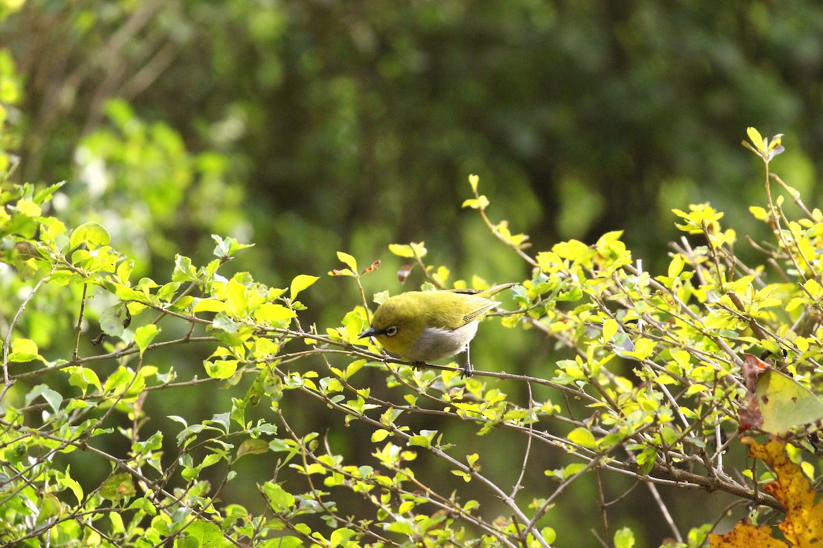 Indian White-eye - ANKUSH CHOWDHURY