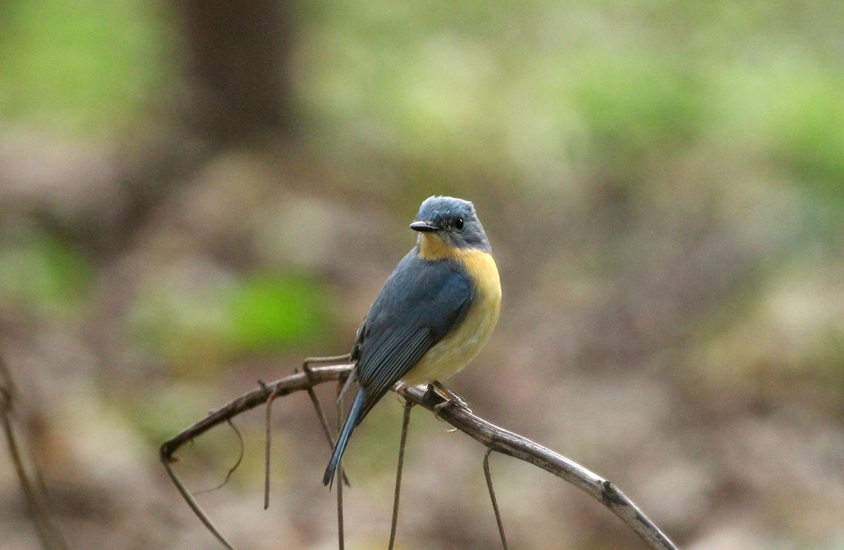 Tickell's Blue Flycatcher - ANKUSH CHOWDHURY
