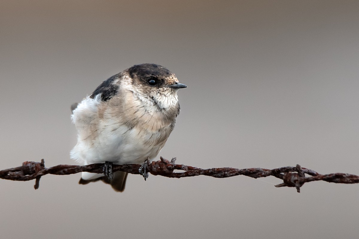 Golondrina Arborícola - ML142359241