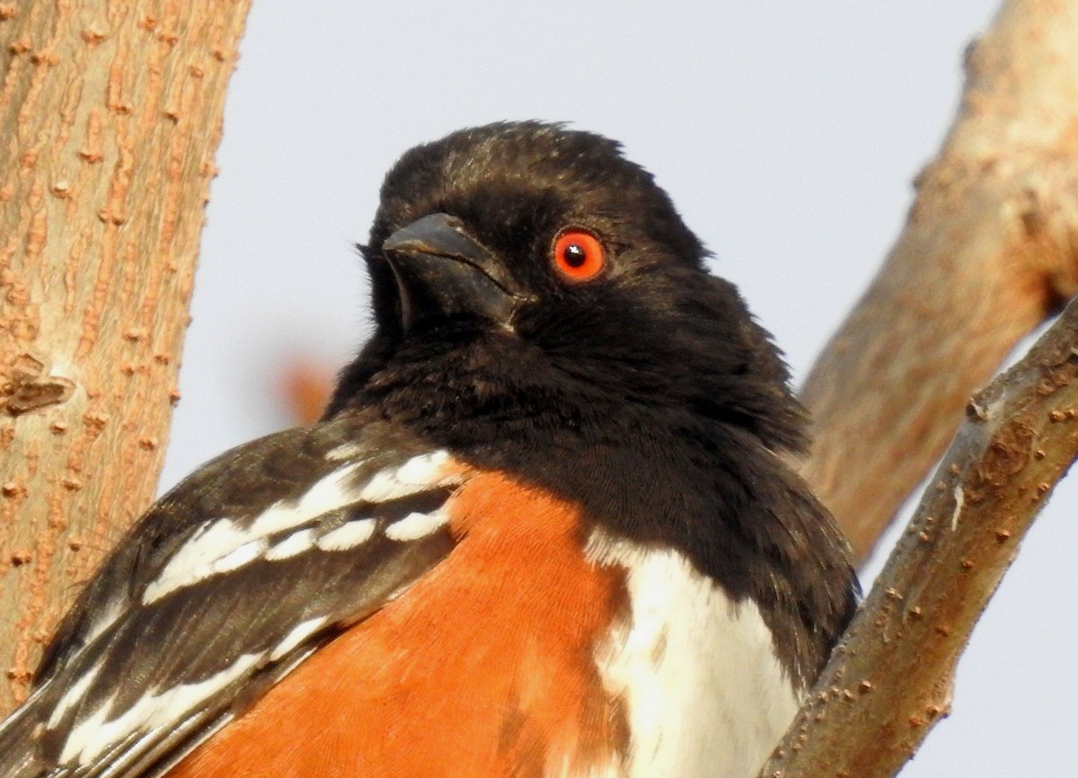 Spotted Towhee - ML142360651
