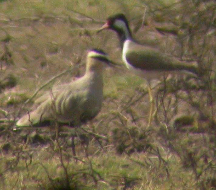 Sociable Lapwing - Clive Harris