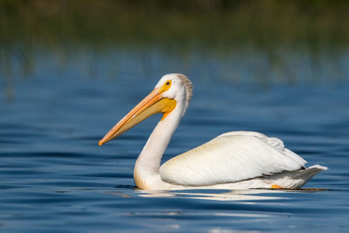 American White Pelican - ML142362211