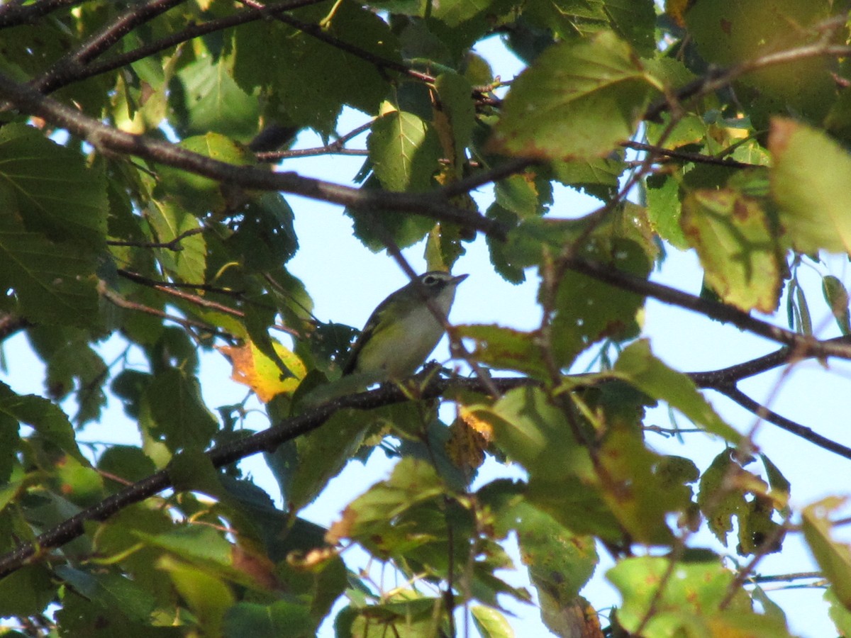 Blue-headed Vireo - ML142362261