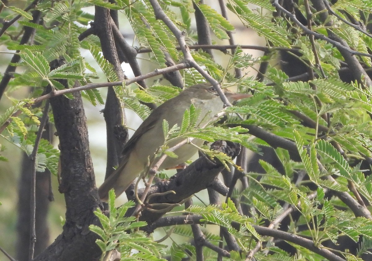 Blyth's Reed Warbler - ML142364221