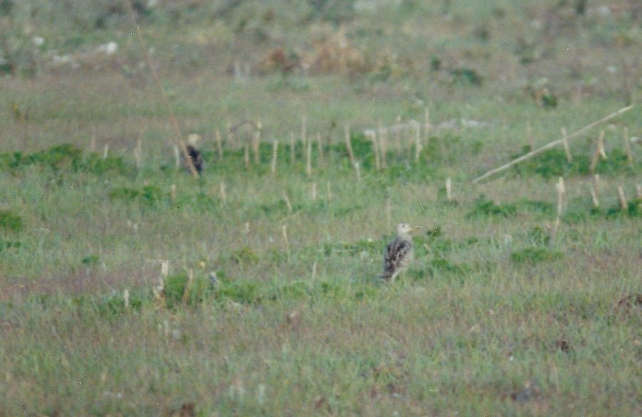 Upland Sandpiper - Bill Pranty