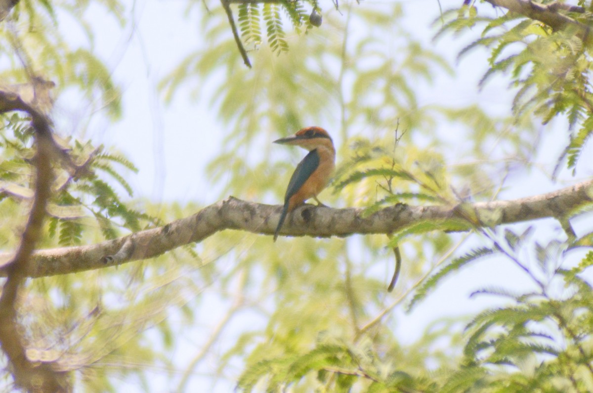 Cinnamon-banded Kingfisher - ML142364681