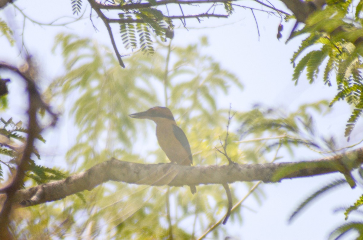 Cinnamon-banded Kingfisher - ML142364841