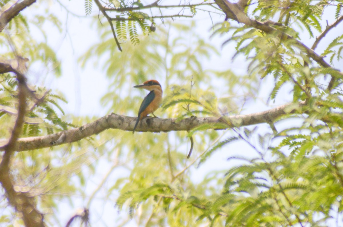 Cinnamon-banded Kingfisher - ML142364921