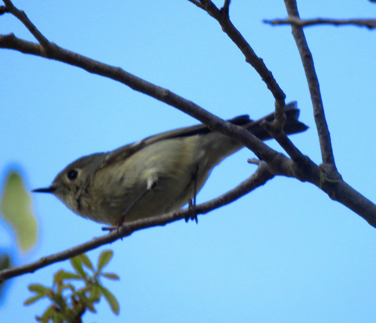 Ruby-crowned Kinglet - ML142365981