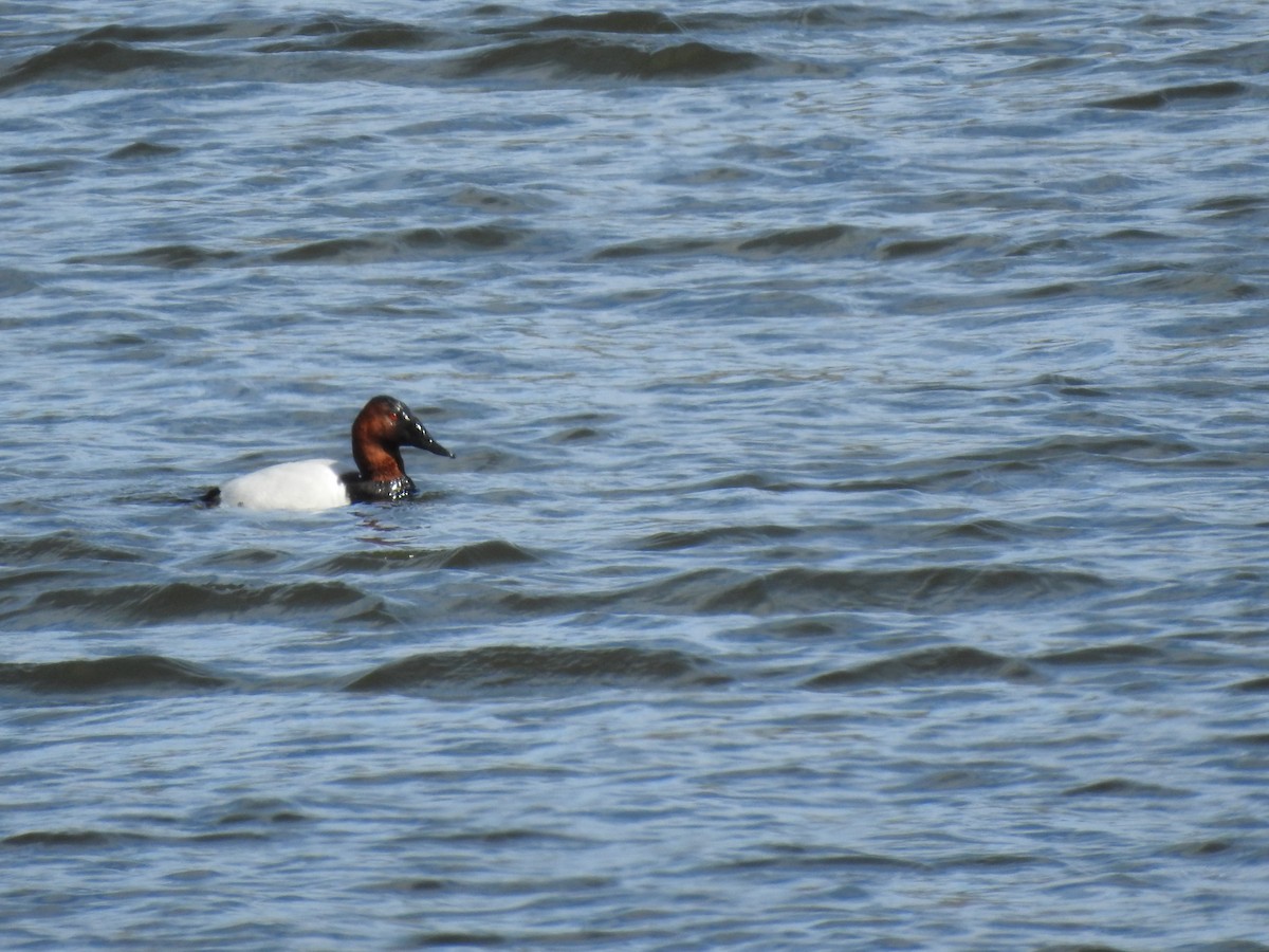 Canvasback - ML142367651