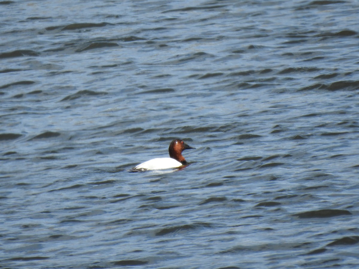 Canvasback - ML142367711