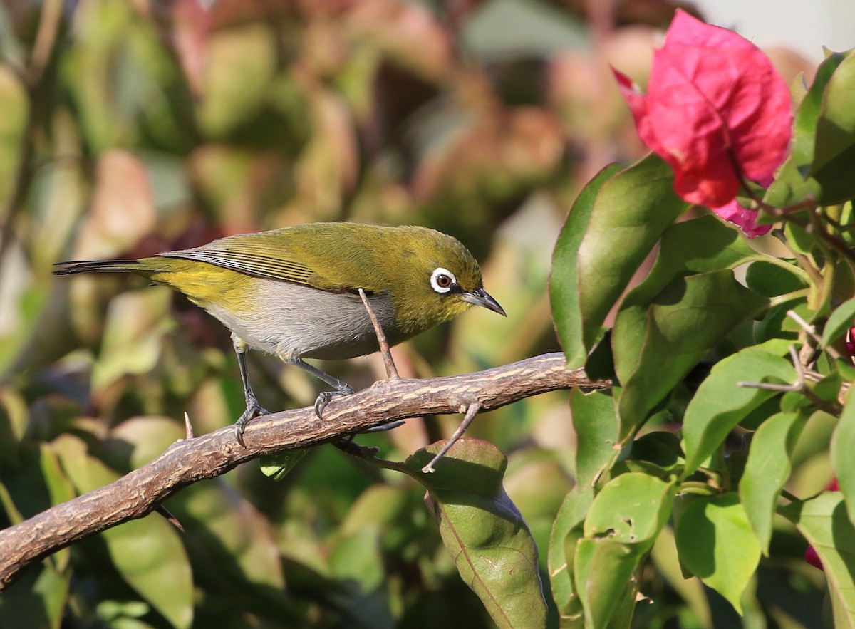 Cape White-eye - Patrick MONNEY