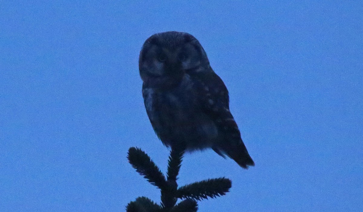 Boreal Owl (Tengmalm's) - ML142372021