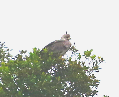 Chaco Eagle - ML142373691