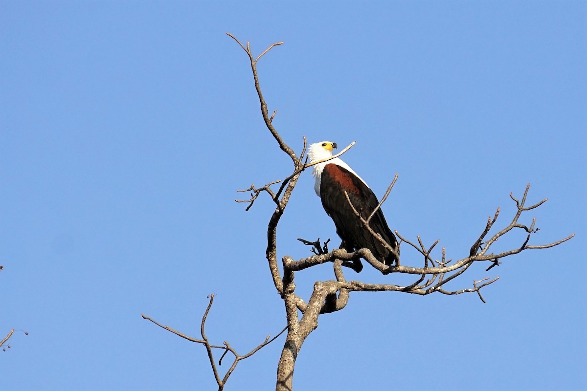 African Fish-Eagle - ML142374031
