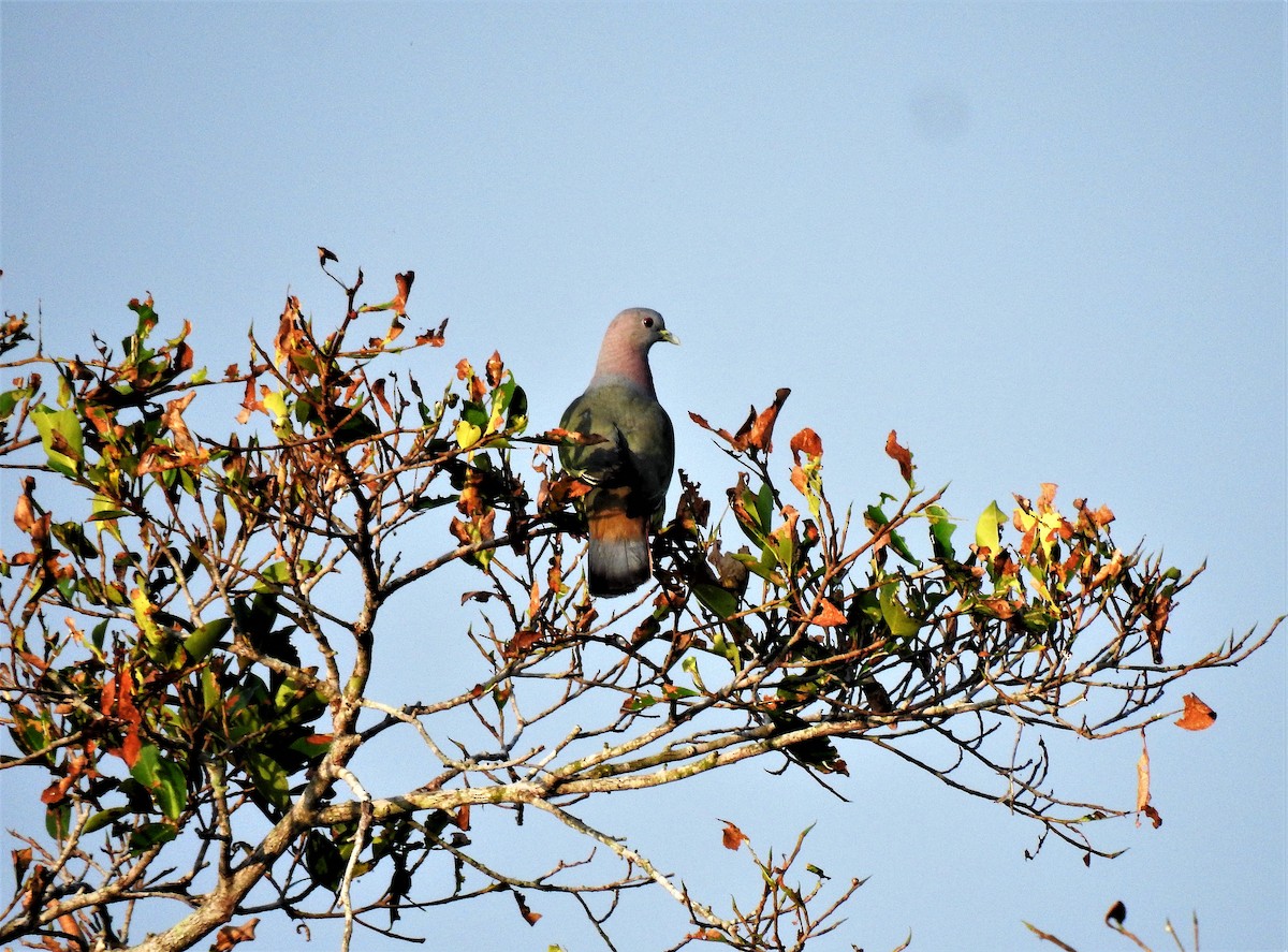 Vinago Cuellirrosa - ML142374181