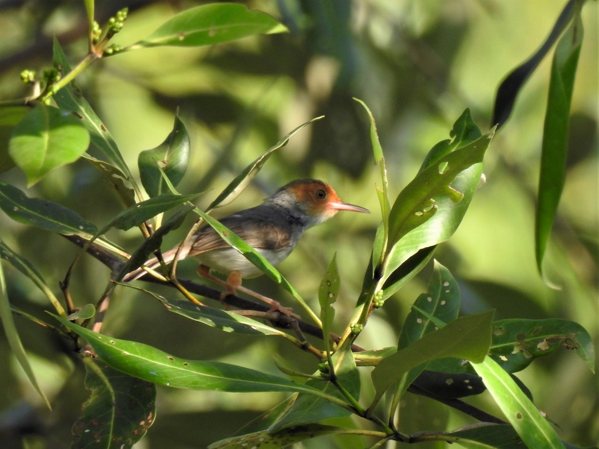 Ashy Tailorbird - ML142374251