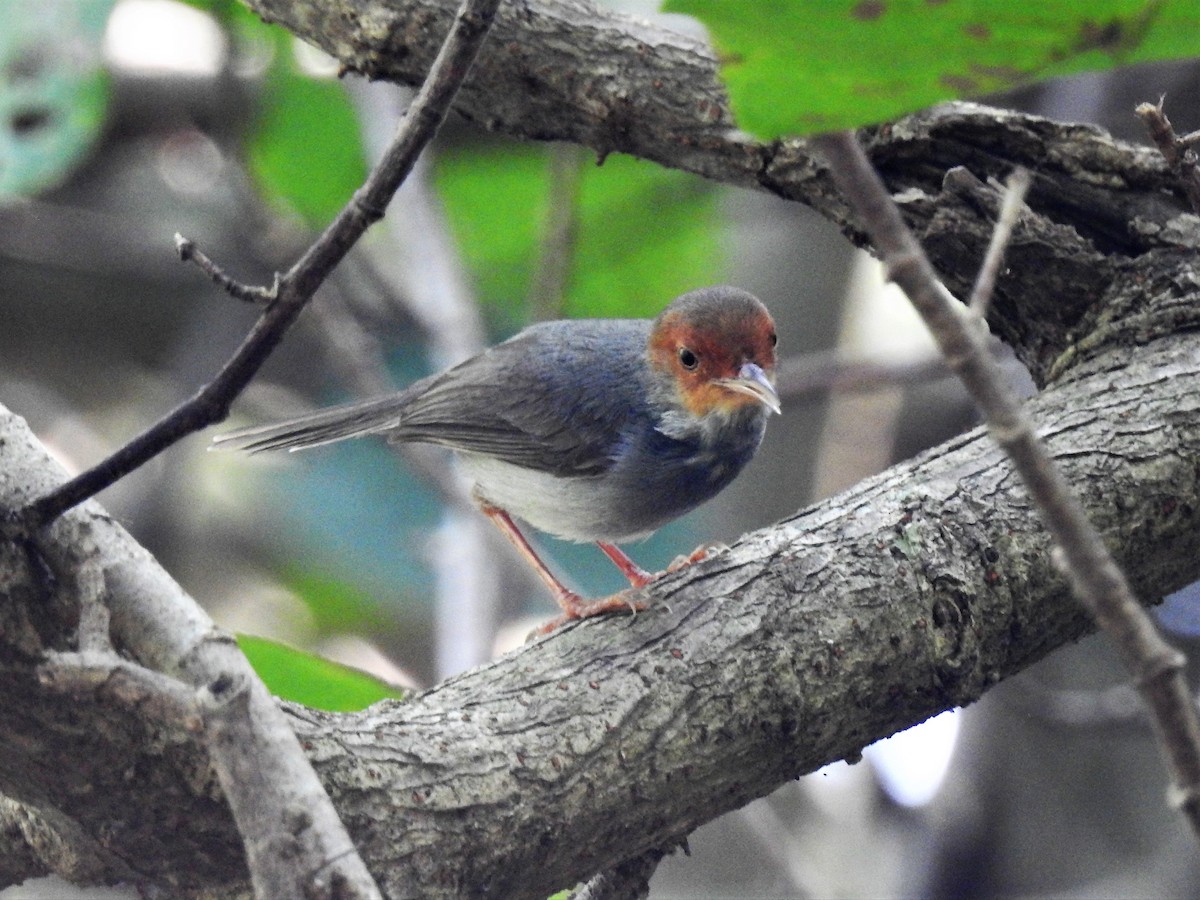 Ashy Tailorbird - ML142374301