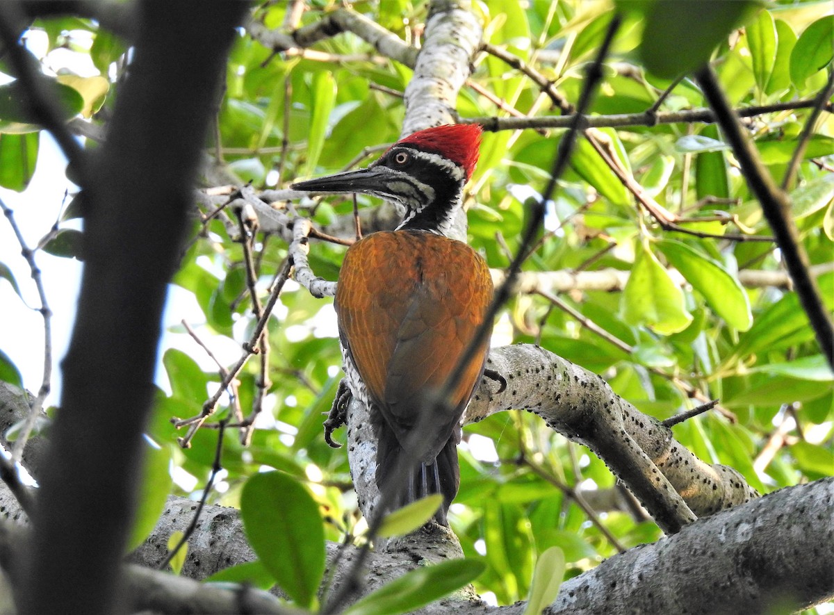 Greater Flameback - ML142374511