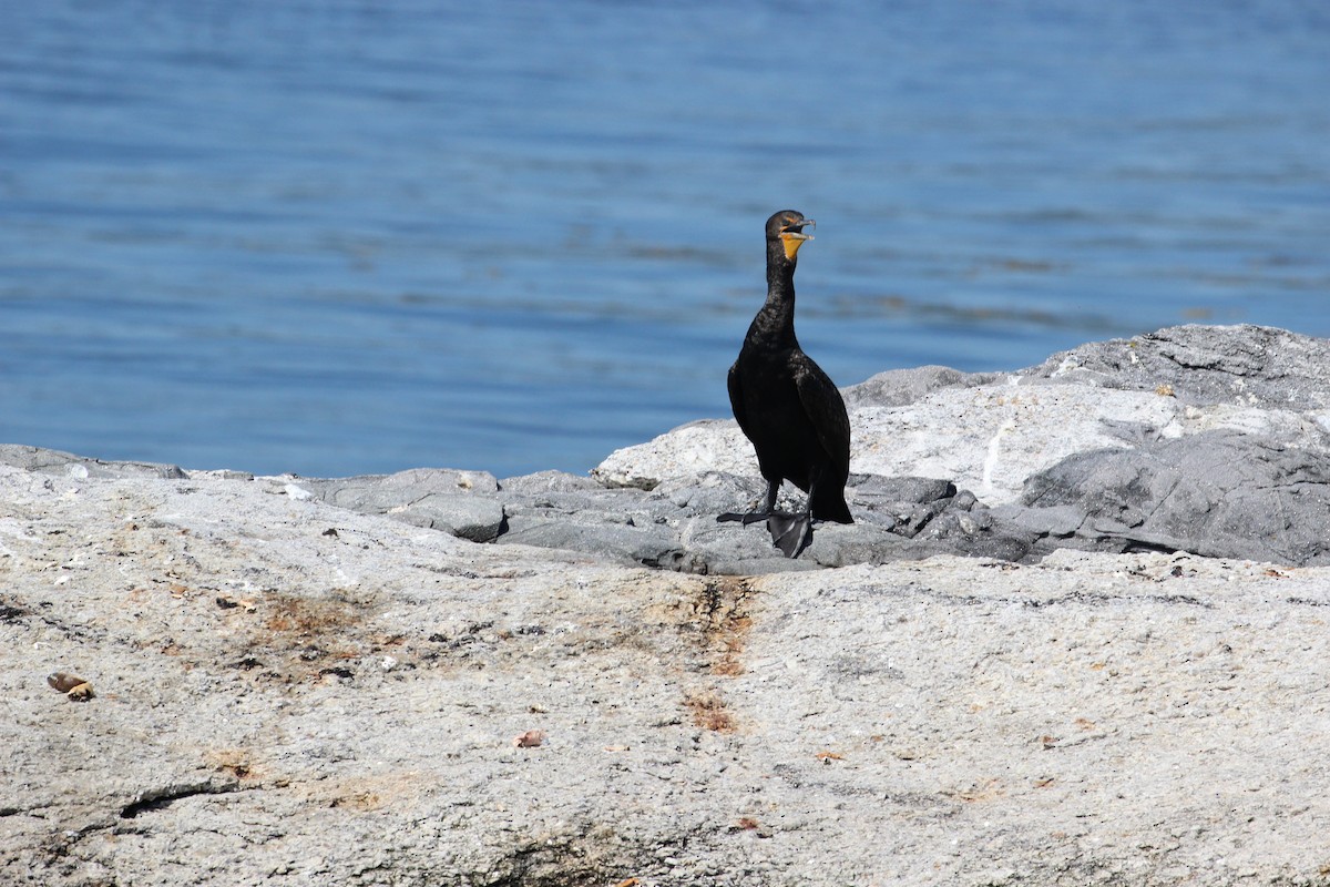 Cormoran à aigrettes - ML142374571