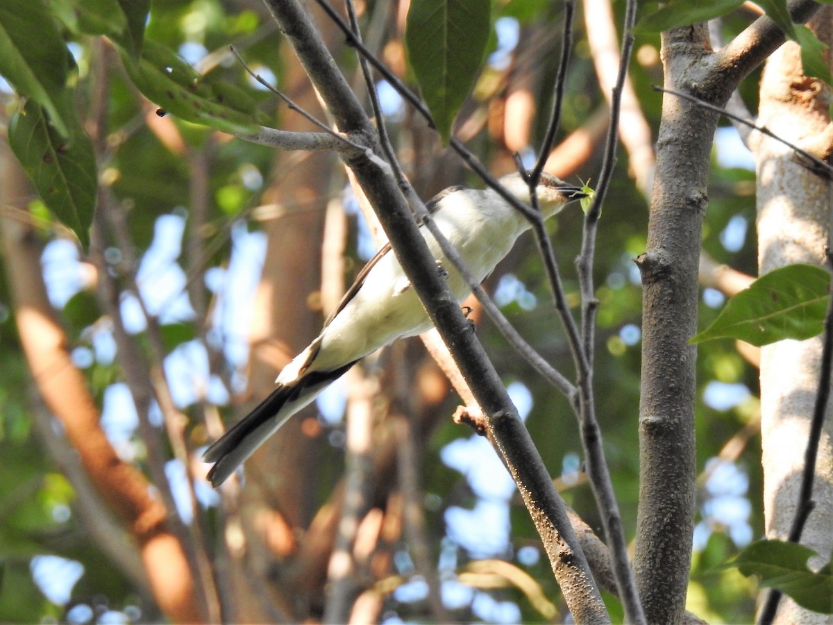 Minivet Ceniciento - ML142374731