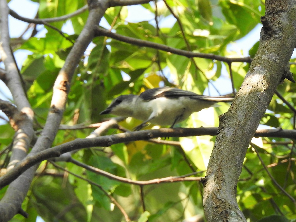 Ashy Minivet - ML142374751