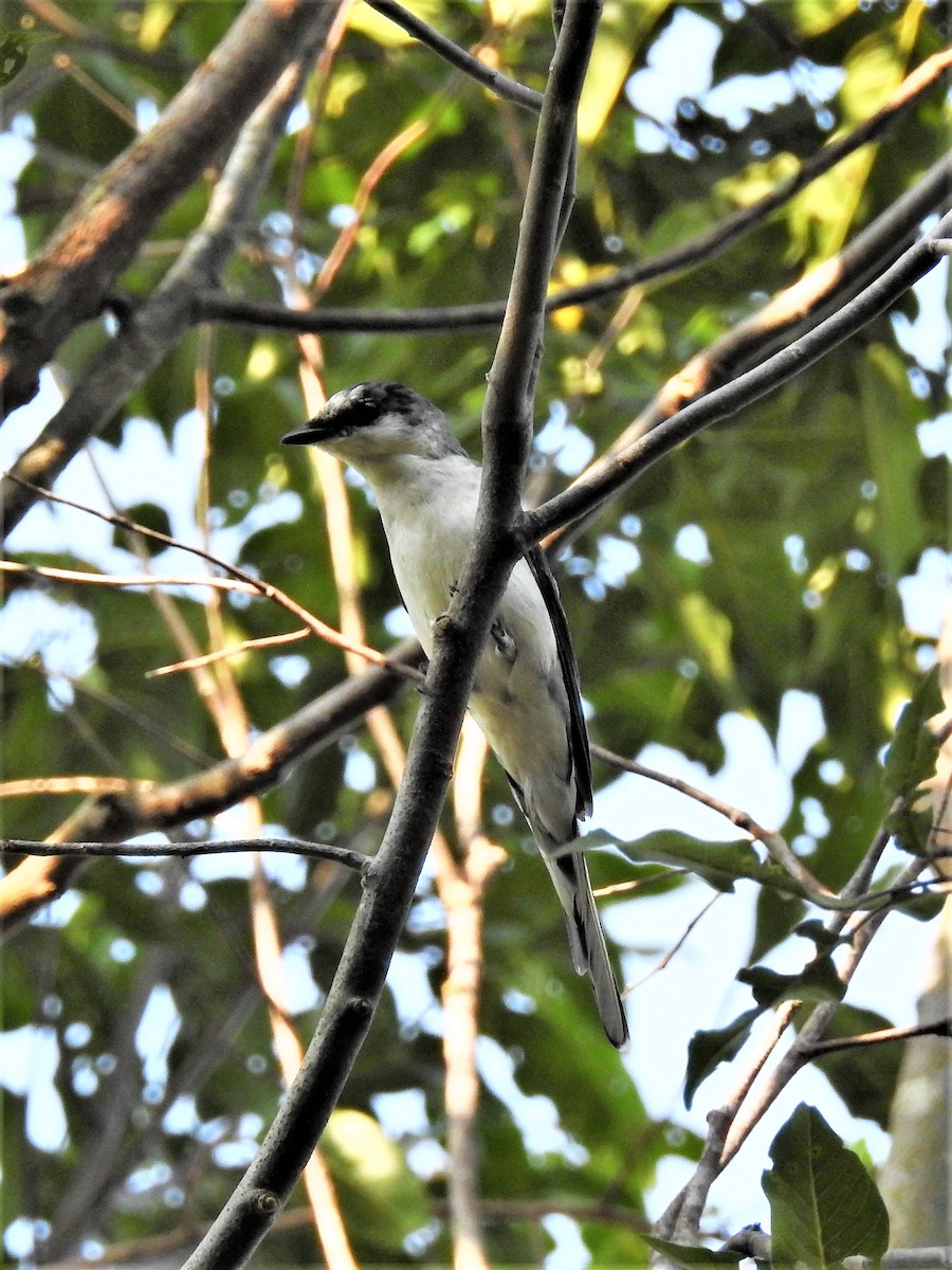 Minivet Ceniciento - ML142374781