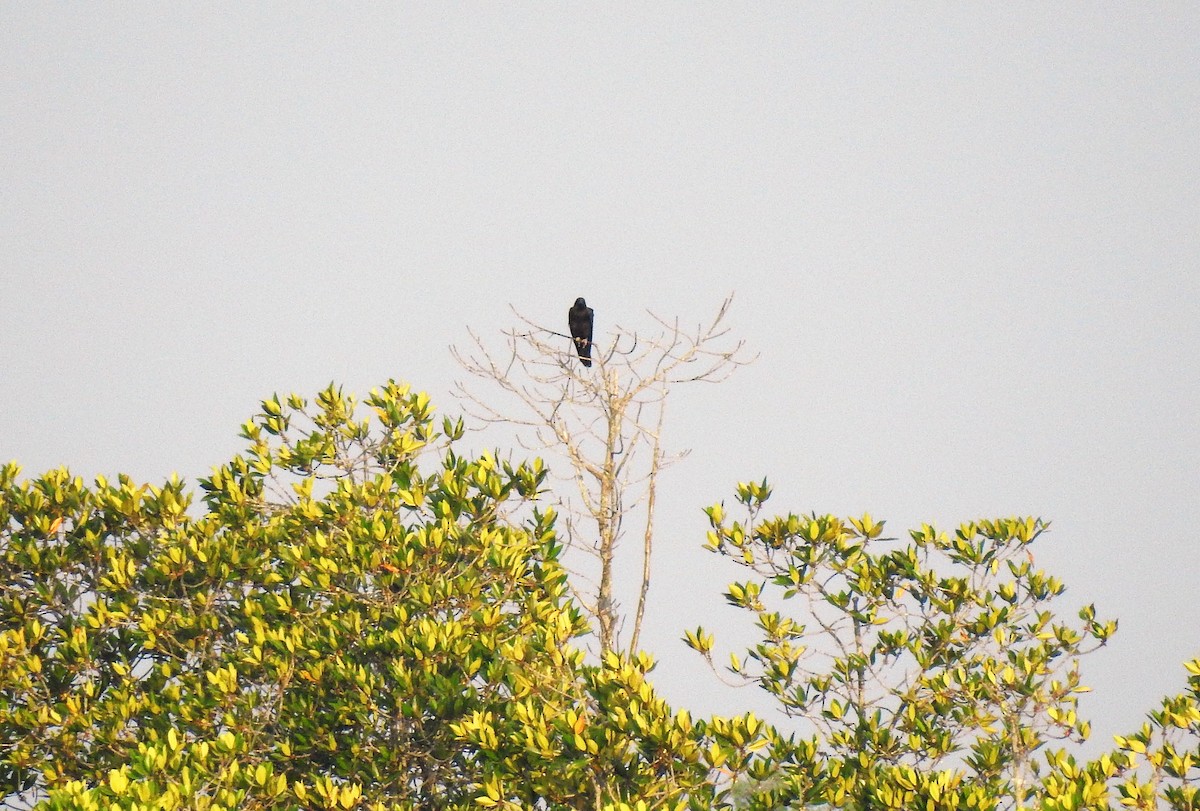 Águila Variable (variable) - ML142374871