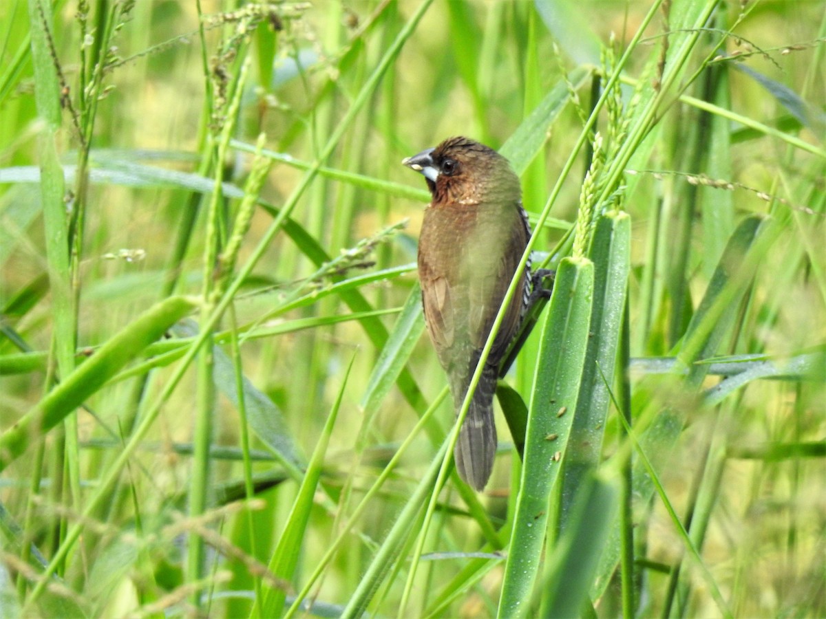 Scaly-breasted Munia - Tuck Hong Tang