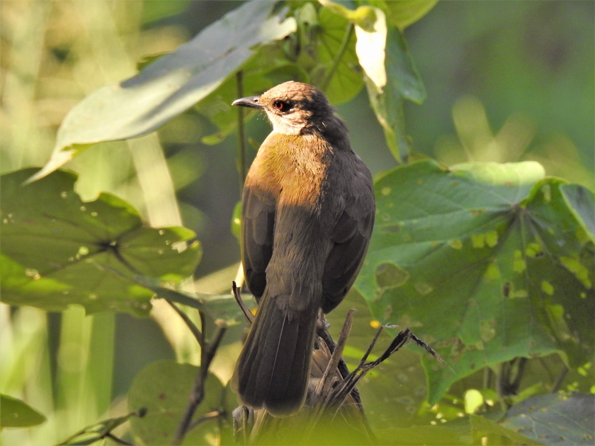 Olive-winged Bulbul - ML142375061