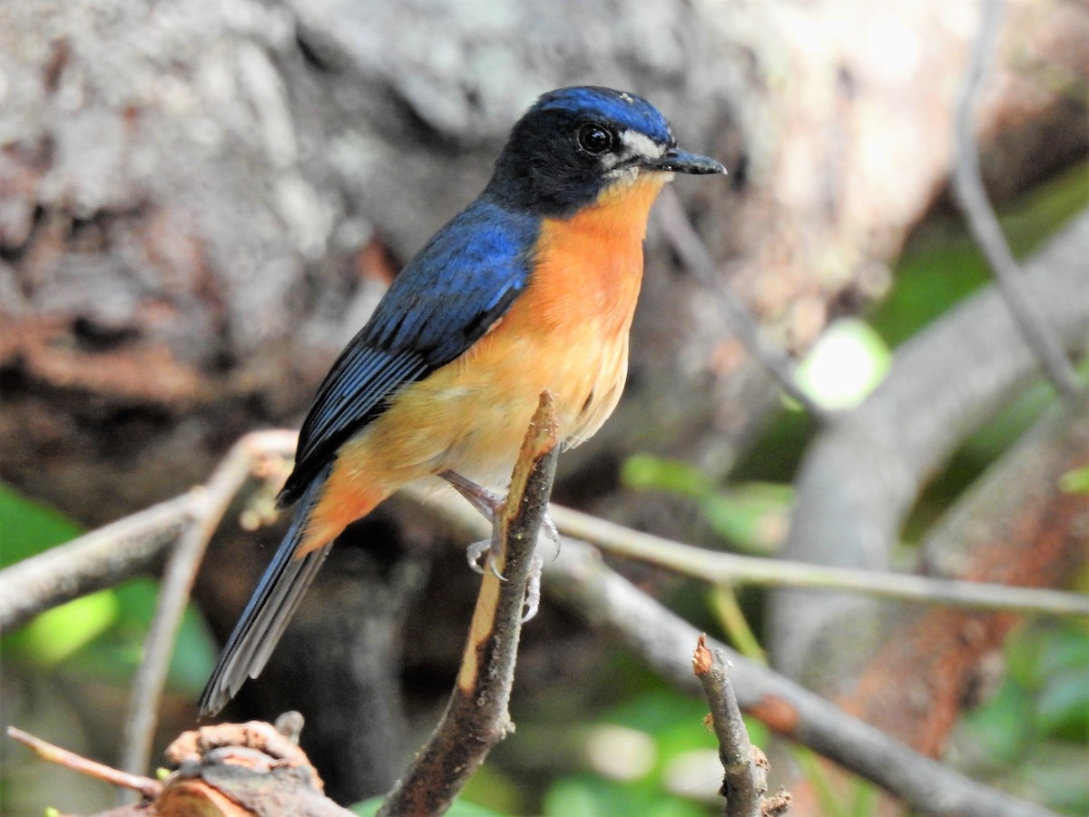 Mangrove Blue Flycatcher - ML142375631