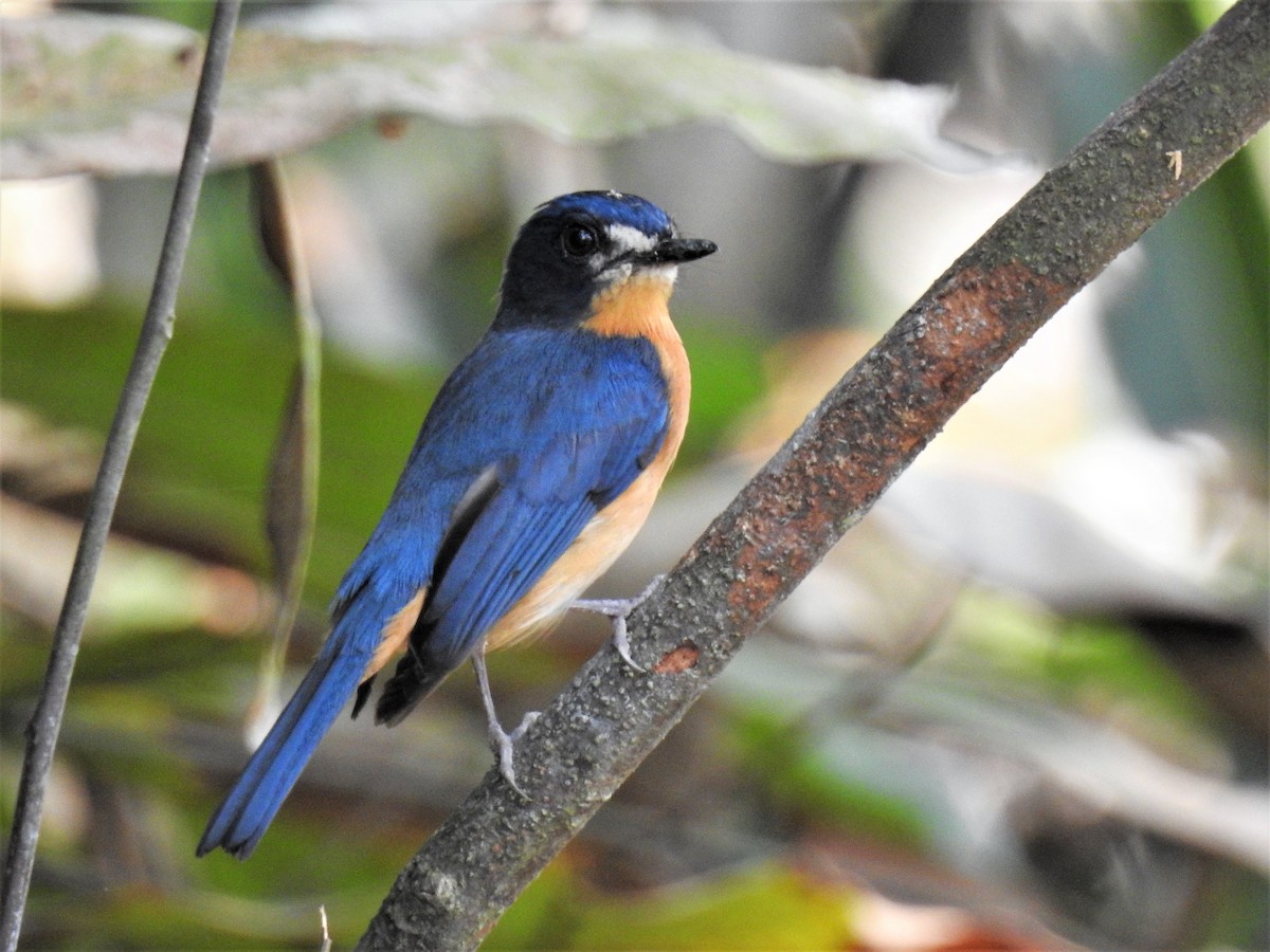 Mangrove Blue Flycatcher - ML142375681