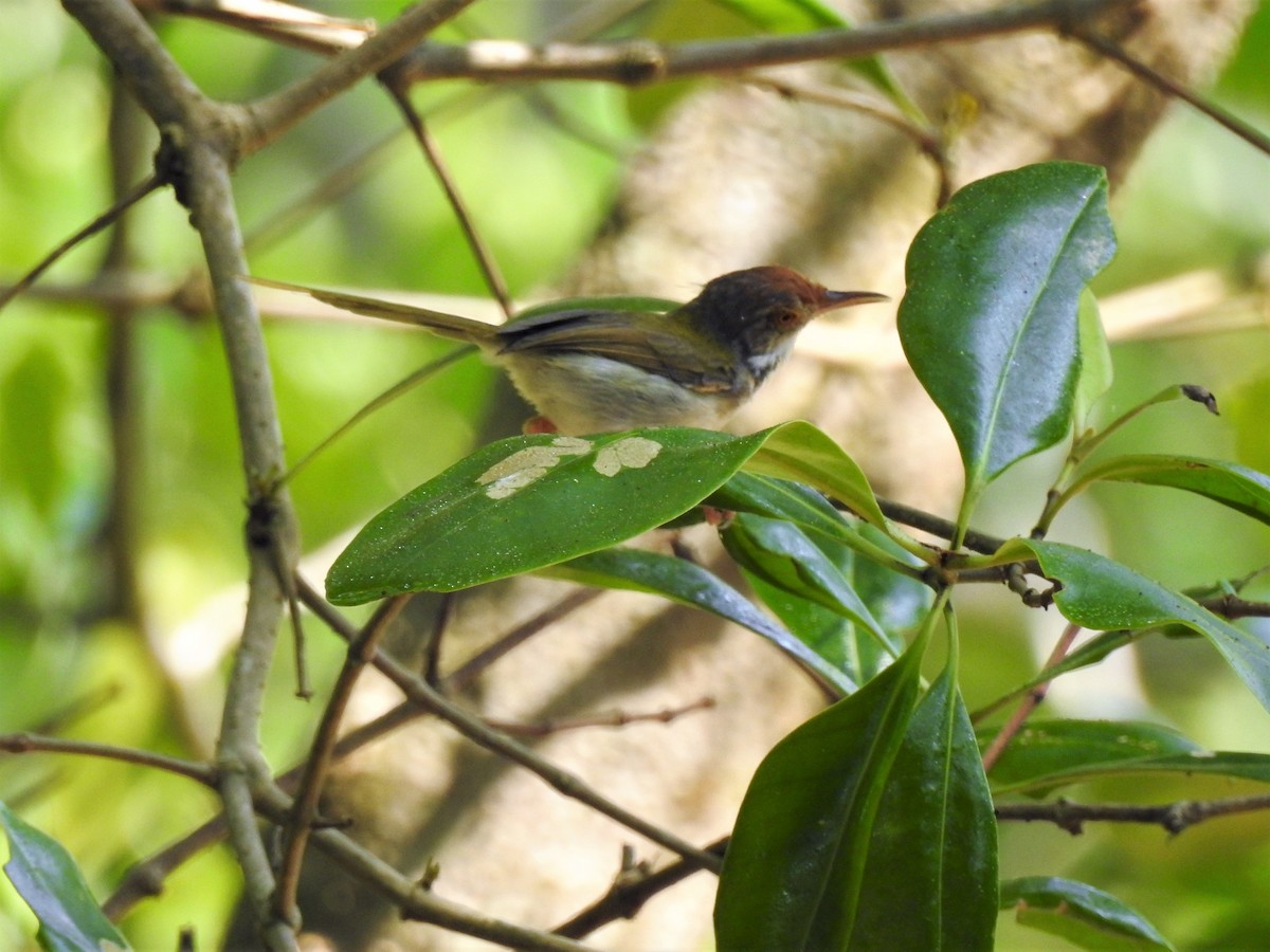 Common Tailorbird - Tuck Hong Tang