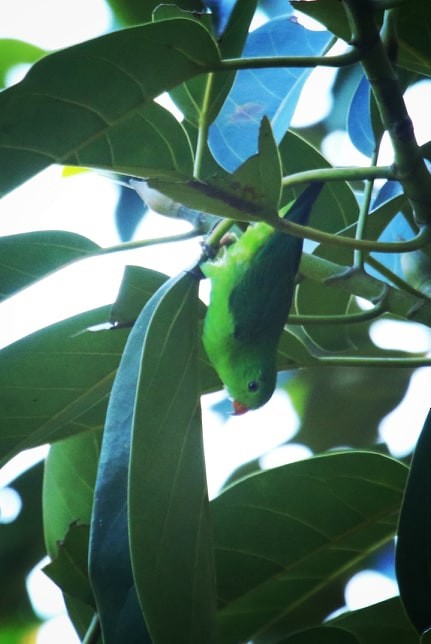 Yellow-throated Hanging-Parrot - ML142377371