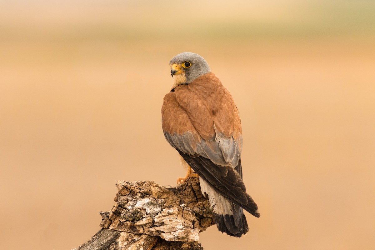 Lesser Kestrel - Stefan Hirsch