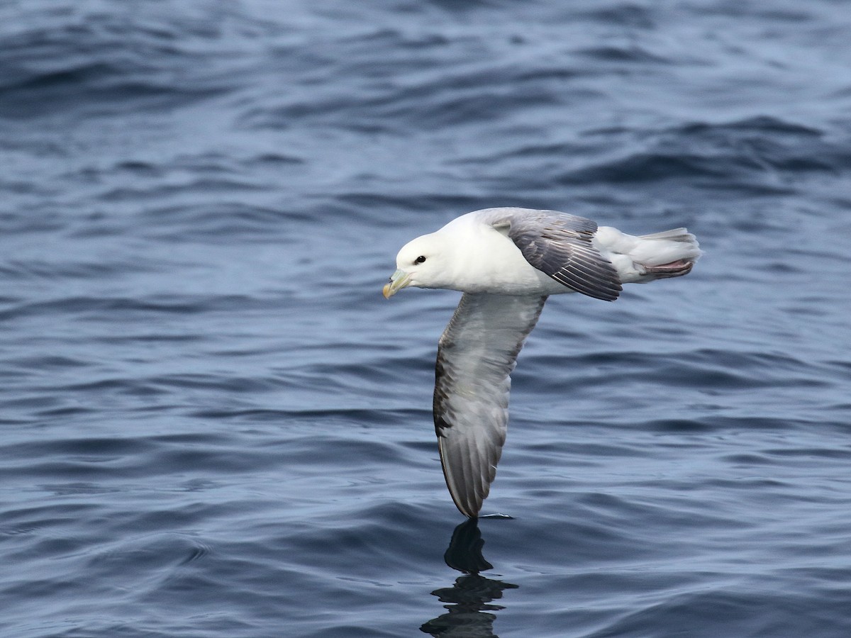 Northern Fulmar - Stephen Mirick