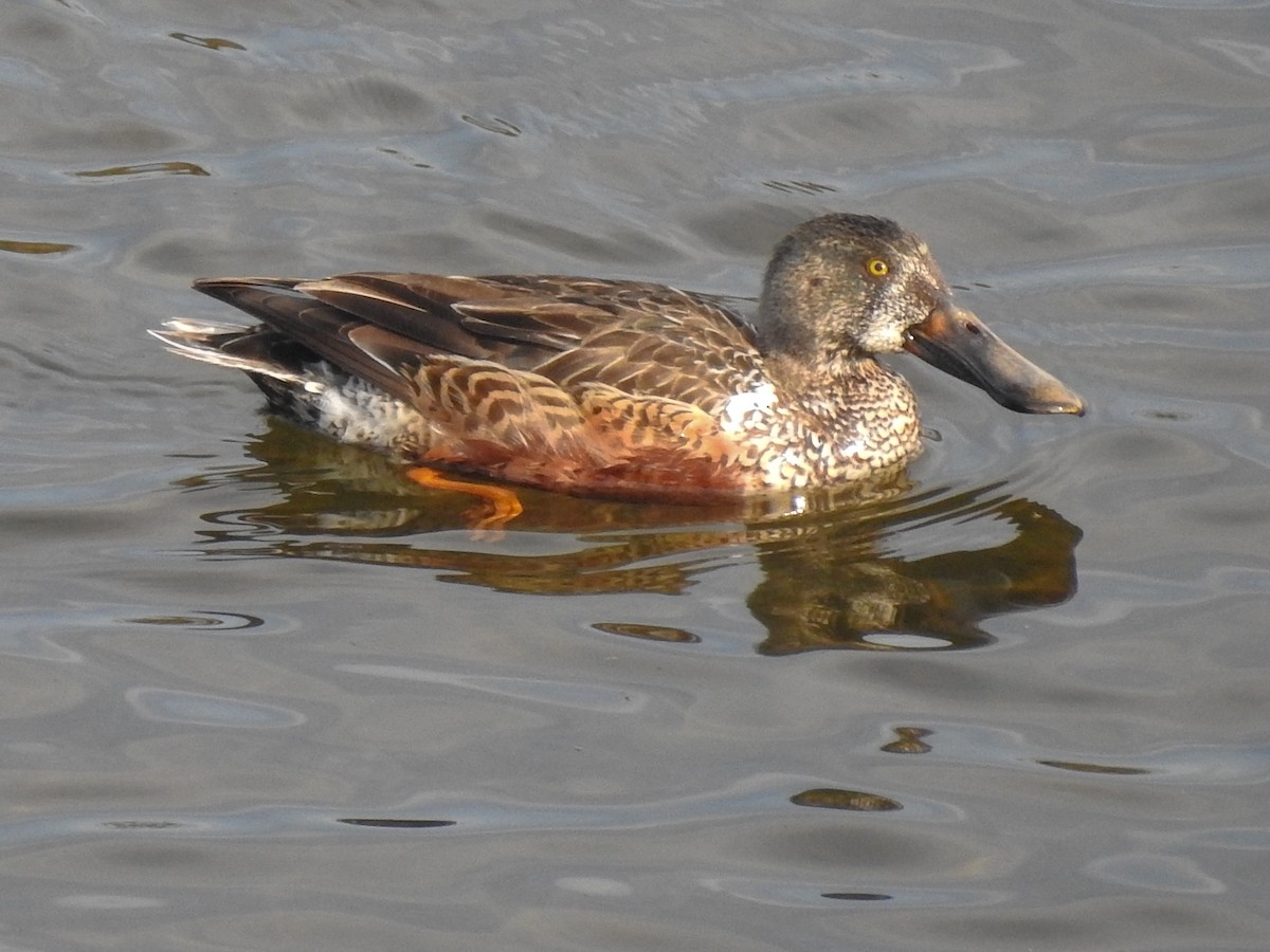 Northern Shoveler - ML142378621