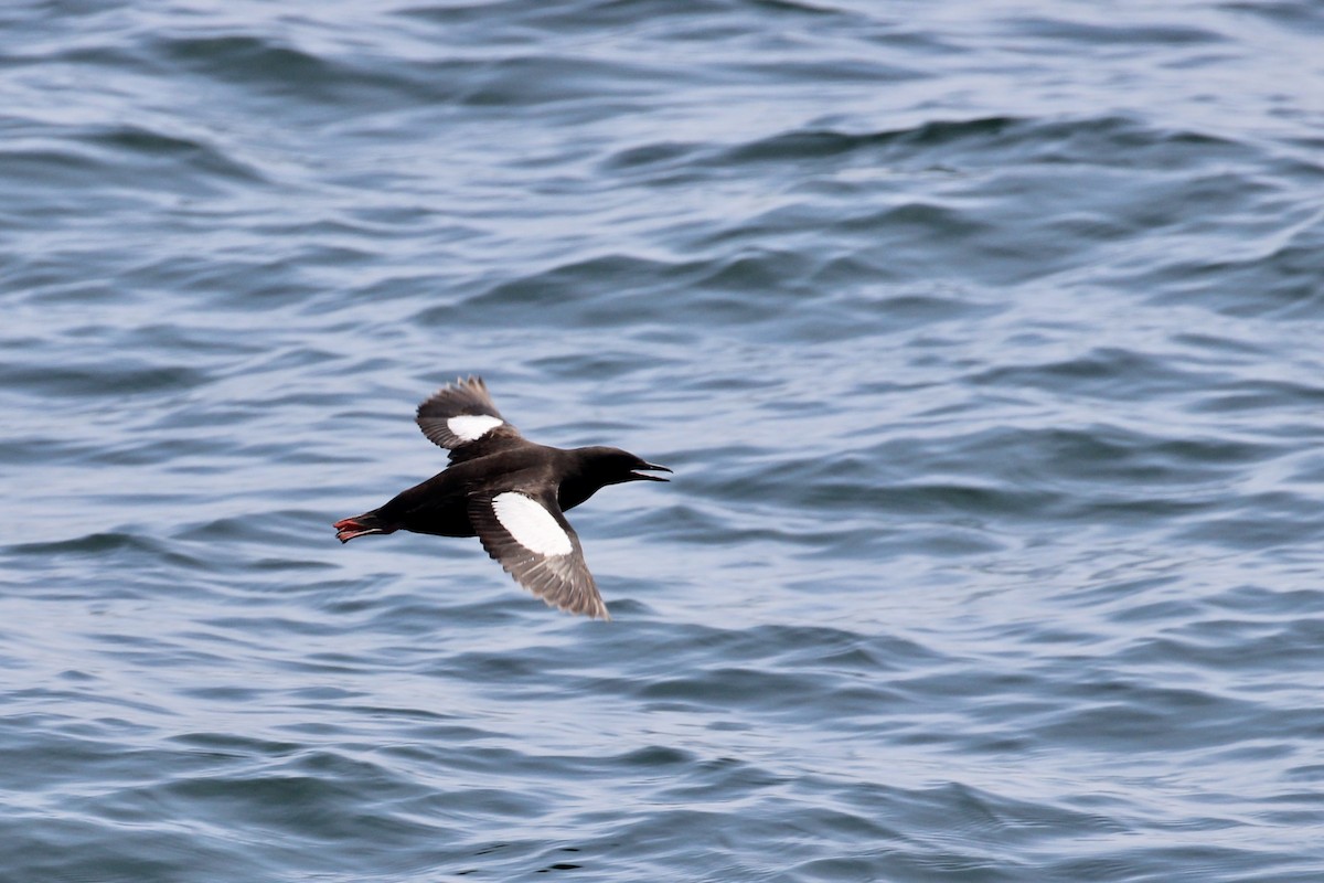 Black Guillemot - ML142378751