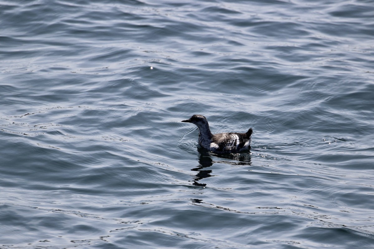 Black Guillemot - Zac Cota