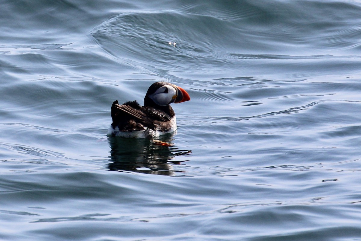 Atlantic Puffin - ML142378791