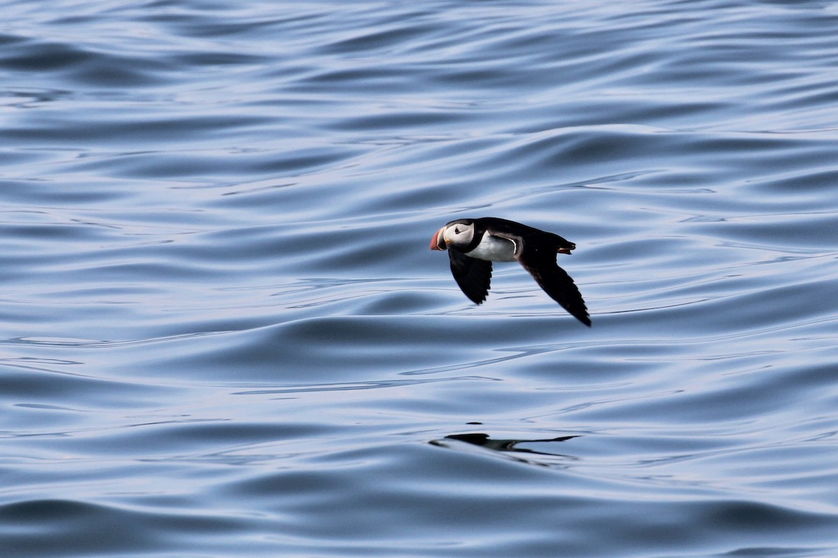 Atlantic Puffin - ML142378811