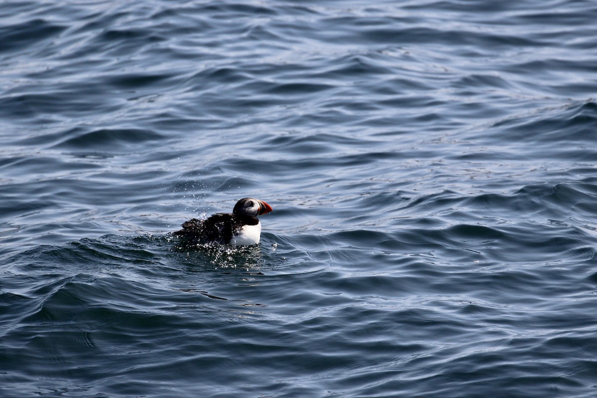 Atlantic Puffin - ML142378831