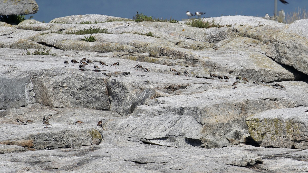 Ruddy Turnstone - Zac Cota