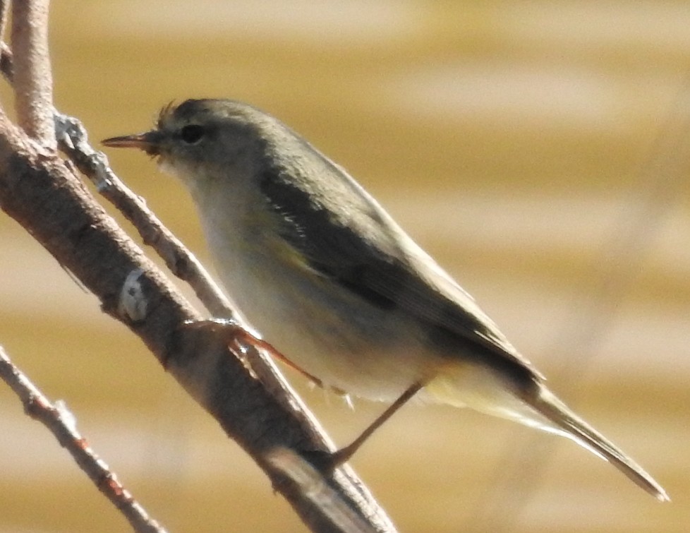 Common Chiffchaff - Brian Carruthers