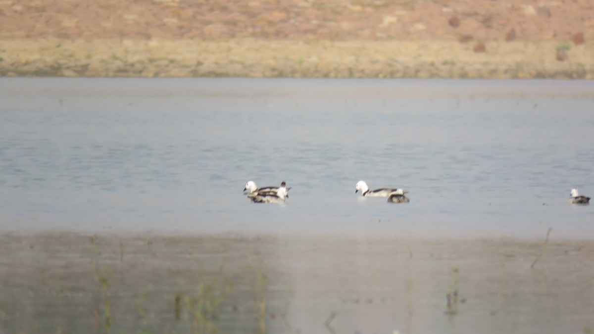 Cotton Pygmy-Goose - avinash mourya