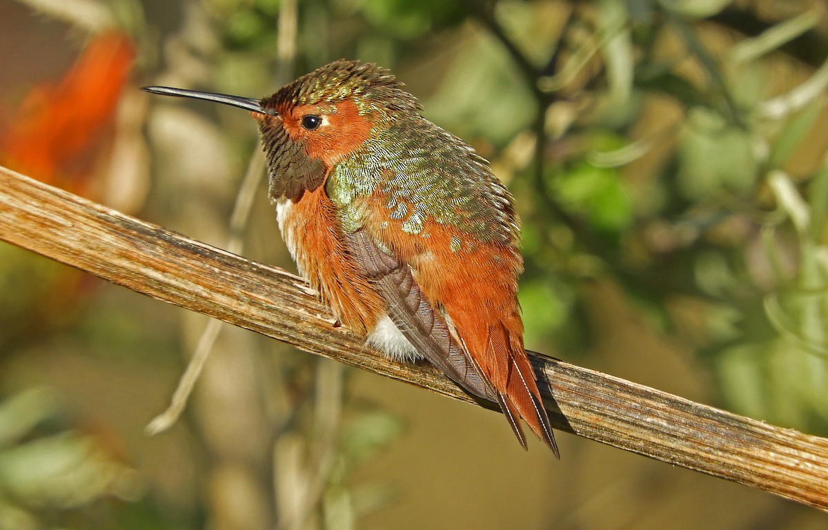 Allen's Hummingbird - ML142383621