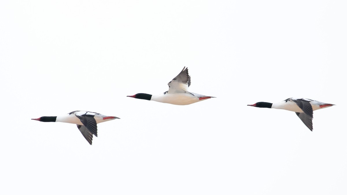 Common Merganser (North American) - ML142384241